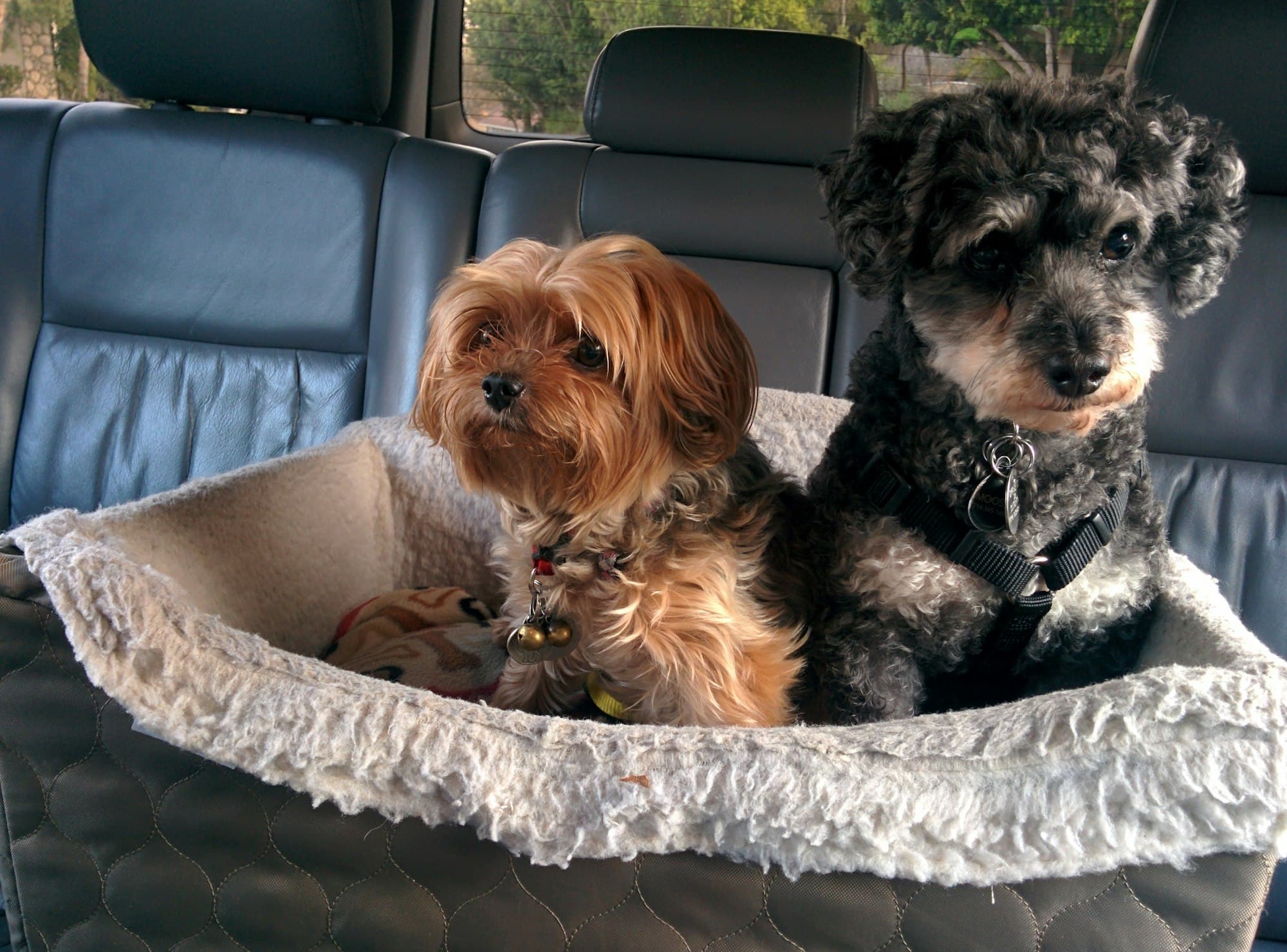 Two dogs on a pet bed in the back of a car